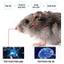 🐀 Diệt tận ổ - Diệt chuột tận gốc. 🐀Thuốc diệt chuột. Thuốc chuột. Diệt chuột. Thuốc diệt chuột hiệu quả nhất.