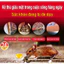 🐀 Diệt tận ổ - Diệt chuột tận gốc. 🐀Thuốc diệt chuột. Thuốc chuột. Diệt chuột. Thuốc diệt chuột hiệu quả nhất.