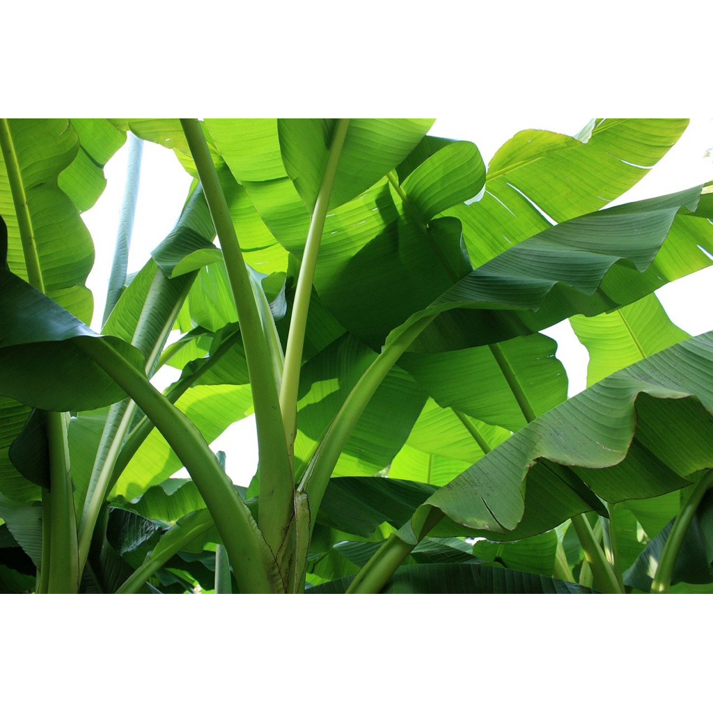 1KG lá chuối tươi chuối Bến Tre bản lá rộng 20 - 28 cm