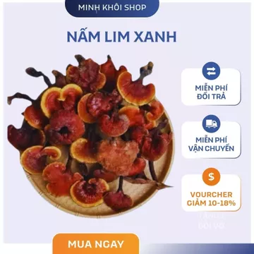 Nấm Lim xanh rừng Tây Bắc chuẩn rừng tự nhiên hỗ trợ bênh gan