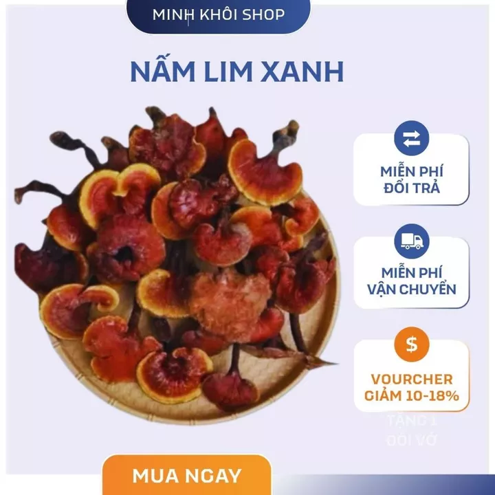Nấm Lim xanh rừng Tây Bắc chuẩn rừng tự nhiên hỗ trợ bênh gan