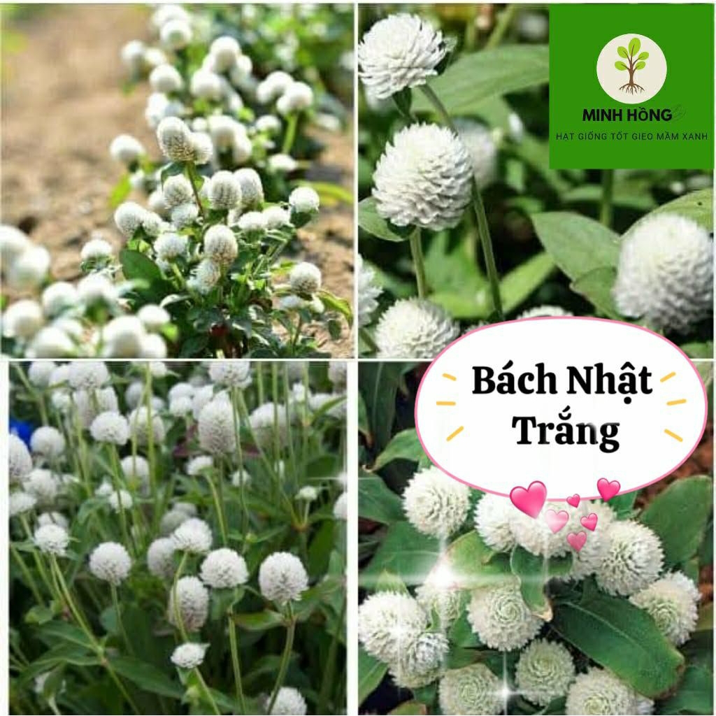 { ComBo Tiết Kiệm } 4 Gói Hoa Cúc Bách Nhật 4 Màu Hồng, Đỏ, Trắng , Tím Tuyển Chọn Hạt Giống Chất Lượng Cao