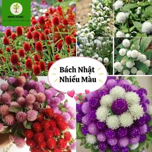 { ComBo Tiết Kiệm } 4 Gói Hoa Cúc Bách Nhật 4 Màu Hồng, Đỏ, Trắng , Tím Tuyển Chọn Hạt Giống Chất Lượng Cao