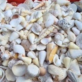500gram-1000gram  vỏ ốc nhiều màu 2-5cm trải sàn , lót bể cá