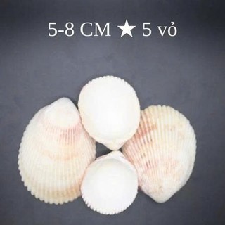 100gram= ~~10-12 vỏ sò dương trắng ánh vàng nhẹ đẹp kích thước 3.5_5 cm