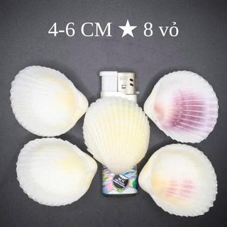100gram= ~~10-12 vỏ sò dương trắng ánh vàng nhẹ đẹp kích thước 3.5_5 cm