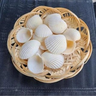 100gram= ~~10-12 vỏ sò dương trắng ánh vàng nhẹ đẹp kích thước 3.5_5 cm