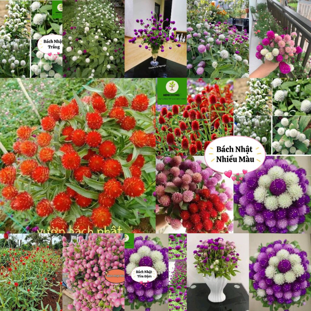 200 Hạt Giống Hoa Cúc Bách Nhật Nhiêù Màu💯 NẢY MẦM CỰC KHOẺ🌲 nhiều màu rất đẹp