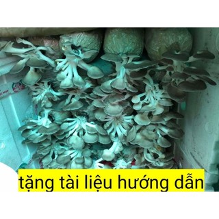 5 phôi nấm bào ngư xám dễ trồng 7-10 ngày ra nấm