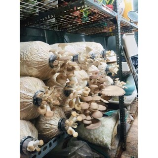 5 phôi nấm bào ngư xám dễ trồng 7-10 ngày ra nấm