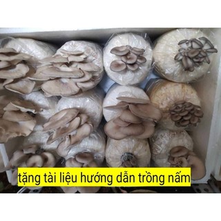 5 phôi nấm bào ngư xám dễ trồng 7-10 ngày ra nấm