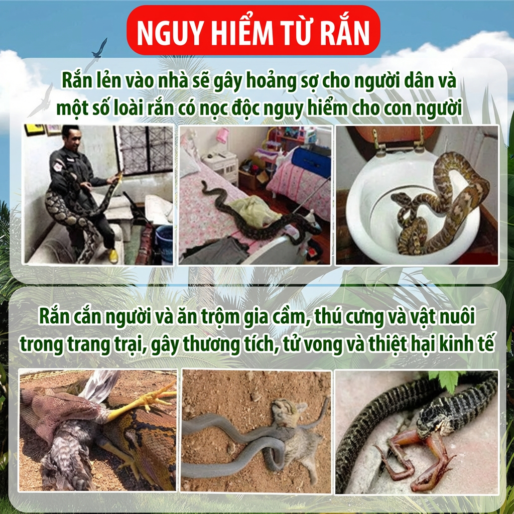 🐍50 năm không có rắn, thuốc chống rắn, thuốc xua đuổi rắn, lưu huỳnh xua đuổi rắn, 1 viên sử dụng được 3 năm