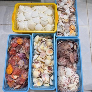 9 Mẫu Vỏ Sò màu tự nhiên dùng làm vật trang trí, thủ công mỹ nghệ.