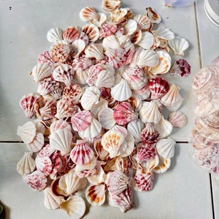 9 Mẫu Vỏ Sò màu tự nhiên dùng làm vật trang trí, thủ công mỹ nghệ.