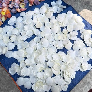 9 Mẫu Vỏ Sò màu tự nhiên dùng làm vật trang trí, thủ công mỹ nghệ.