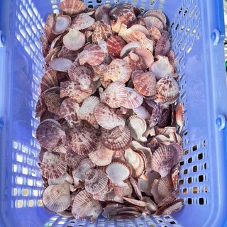 9 Mẫu Vỏ Sò màu tự nhiên dùng làm vật trang trí, thủ công mỹ nghệ.