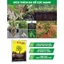 TRIMIX DT SUPER ROOTS - KÍCH THÍCH RỄ CỰC MẠNH, BUNG CHỒI CỰC MẠNH ( gói 500gr)