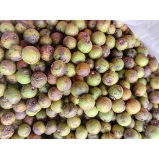 Quả táo rừng gai, loại tươi, già / loại khô nguyên quả, từ núi Đá Bàn