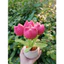 Chậu tulip bằng len chậu để bàn decor trang trí