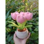 Chậu tulip bằng len chậu để bàn decor trang trí