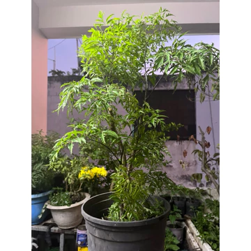 Cây Đinh lăng cao tầm 50cm- nhân sâm phương Nam