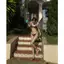 2Soonsumff Bộ bikini 3 mảnh họa tiết chấm bi buộc dây sexy, bộ đồ bơi cao cấp gợi cảm đi biển cho nữ