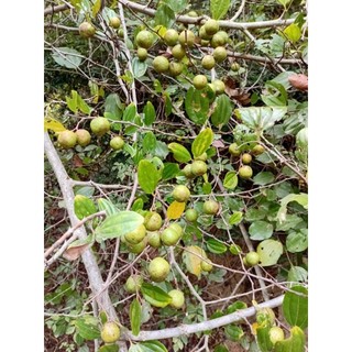 Quả táo rừng gai, loại tươi, già / loại khô nguyên quả, từ núi Đá Bàn