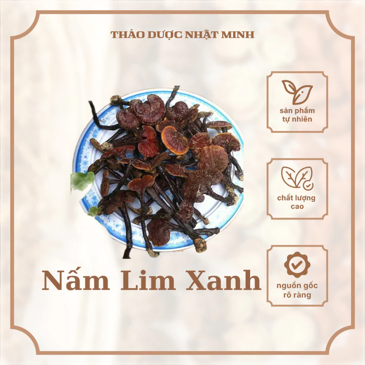Nấm Lim Xanh Rừng
