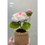 Chậu hồng mini (1 bông 1 nụ)