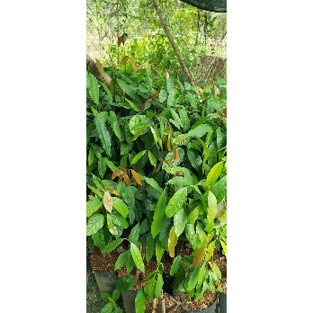 Cây rau nhíp giống - Cỡ ngón tay út - Combo 20 cây