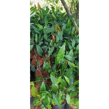 Combo 50 CÂY GIỐNG RAU BÉP (còn gọi rau nhíp)