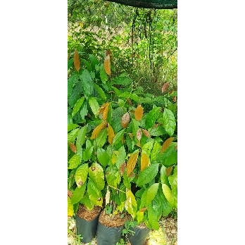 Combo 50 CÂY GIỐNG RAU BÉP (còn gọi rau nhíp)