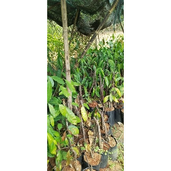 Cây rau nhíp giống - Cỡ ngón tay út - Combo 20 cây