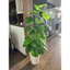cây giả - cây monstera cao 1m2