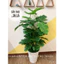cây giả - cây monstera cao 1m2