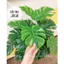 cây giả - cây monstera cao 1m2