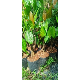 Combo 5 CÂY GIỐNG RAU NHÍP RỪNG cỡ ngón út