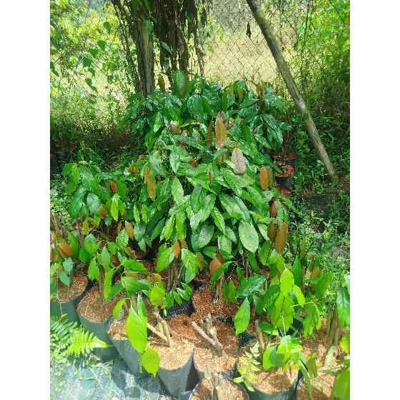 Cây rau nhíp giống - Cỡ ngón tay út - Combo 20 cây