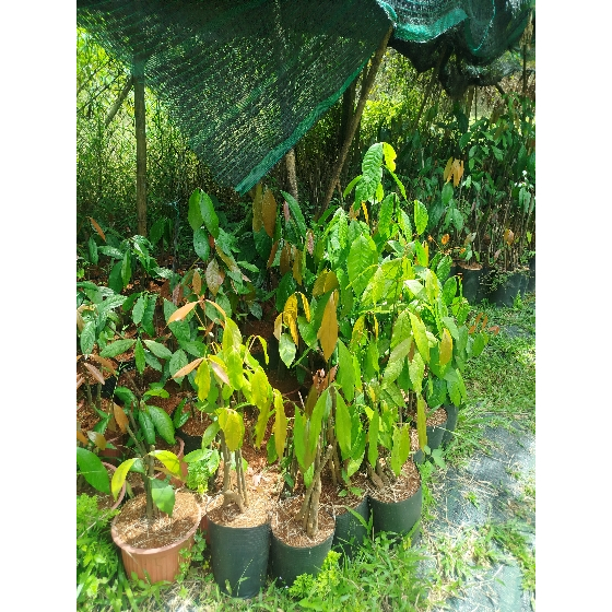 Combo 50 CÂY GIỐNG RAU BÉP (còn gọi rau nhíp)
