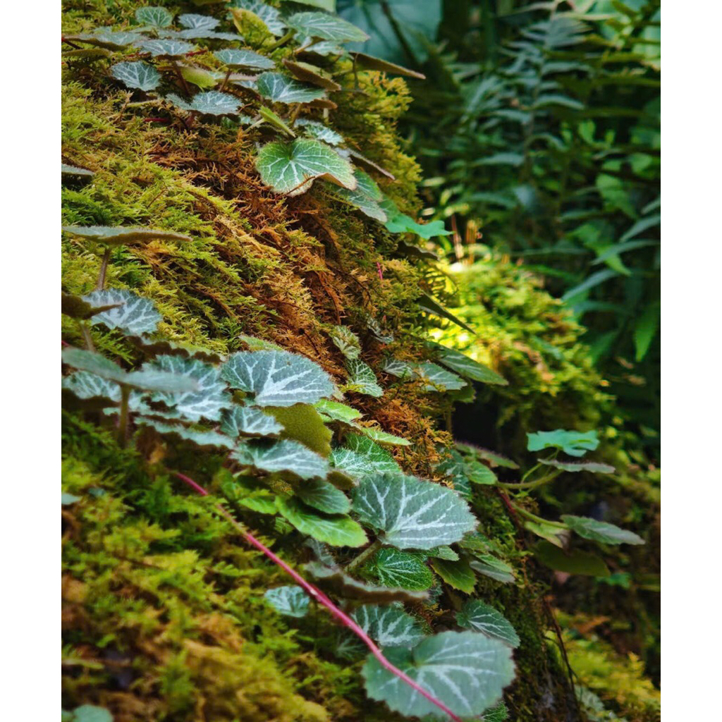 Cây Begonia , cây hổ nhĩ thảo chơi terrarium bán cạn tiểu cảnh,sẵn chậu nhựa 5x5cm
