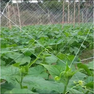 Lưới hỗ trợ trồng cây leo loại dày tện lợi, lưới giàn leo sân vườn