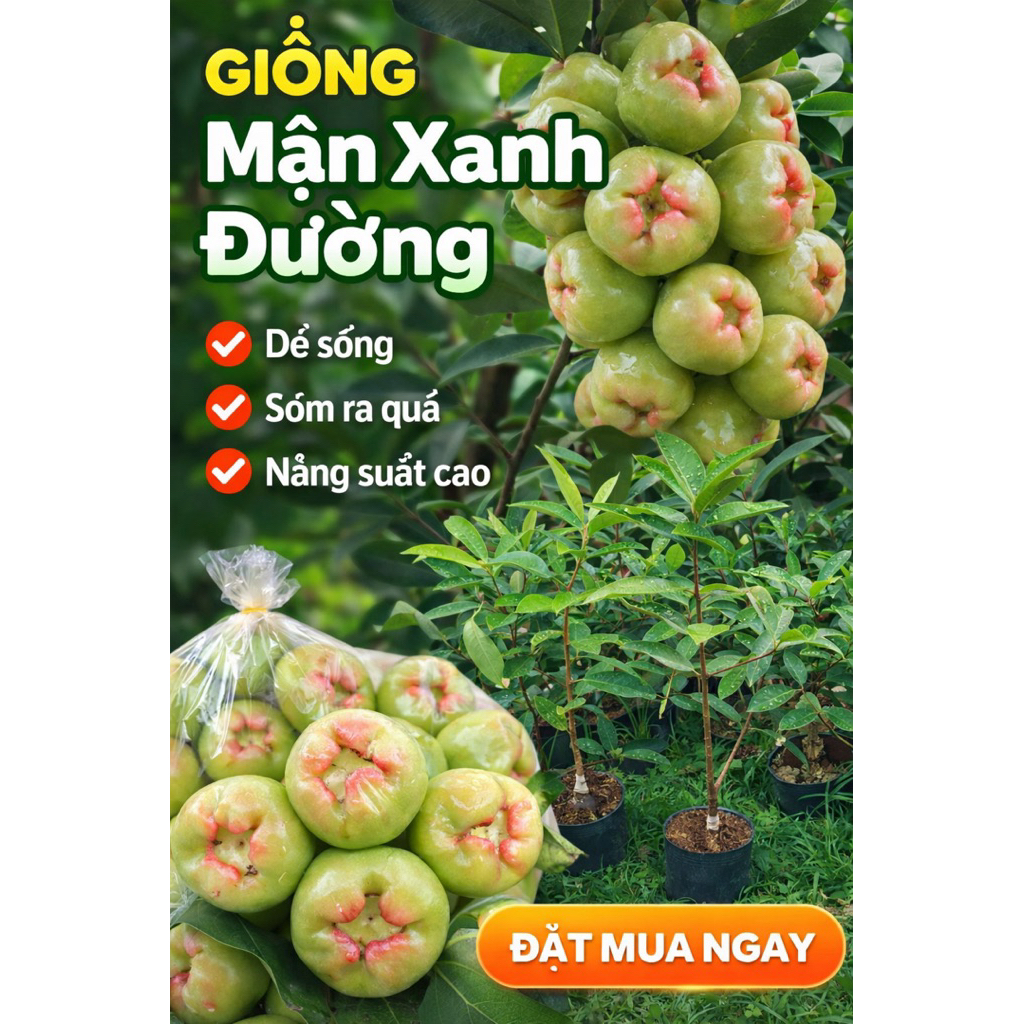 Cây GIỐNG MẬN XANH ĐƯỜNG – NGỌT, DỄ TRỒNG, MAU CÓ TRÁI. á