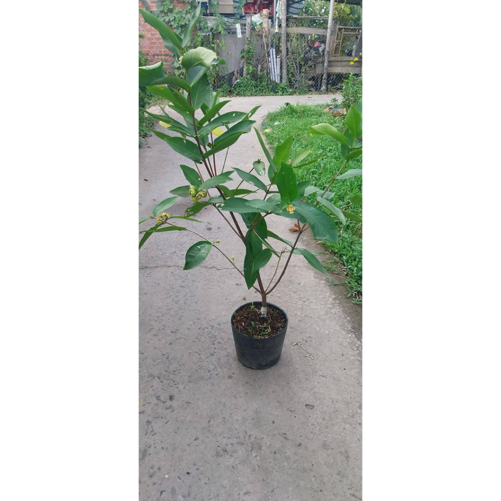 Cây GIỐNG MẬN XANH ĐƯỜNG – NGỌT, DỄ TRỒNG, MAU CÓ TRÁI. á