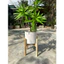 cây thuỷ trúc (cây phát lộc) 5 nhánh - 90cm -cây giả trang tri