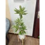 cây thuỷ trúc (cây phát lộc) 5 nhánh - 90cm -cây giả trang tri