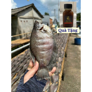 Khô Cá Sặc Bổi 500G - 3 Nắng Vị Lạt đủ Size - Hút Chân Không - Vị Thơm Béo - Đặc Sản cà Mau