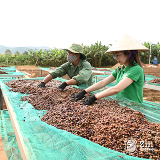 Cà Phê Arabica Cầu Đất Nguyên Chất Rang Mộc ZILI COFFEE - VỊ NGỌT XEN LẪN VỊ CHUA NHẸ  [Túi 500g]