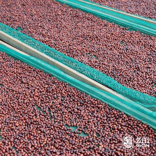 Cà phê nguyên chất Zili Blend rang mộc đậm đà thơm nồng dùng pha phin hoặc pha máy ngon Zili Coffee