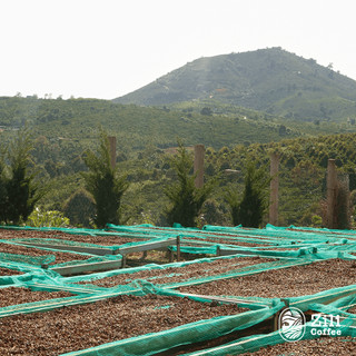 [COMBO 2 Túi] Cà Phê Nguyên Chất Rang mộc Robusta Zili - Đắng đầm, Hậu ngọt [250g x 2 túi]