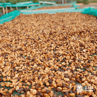 Cà Phê Nguyên Chất Robusta Black ĐẮNG ĐẬM CÂN BẰNG, HẬU VỊ NGỌT Zili Coffee [Túi 500g]
